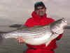 striper_DaveM.jpg (66356 bytes)