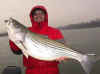 striper_DaveM_wide.jpg (154235 bytes)